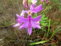 FOL Presents: Texas Orchids Program